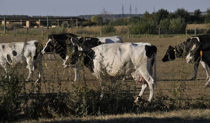 24 milijuna kuna potpora za stočarstvo