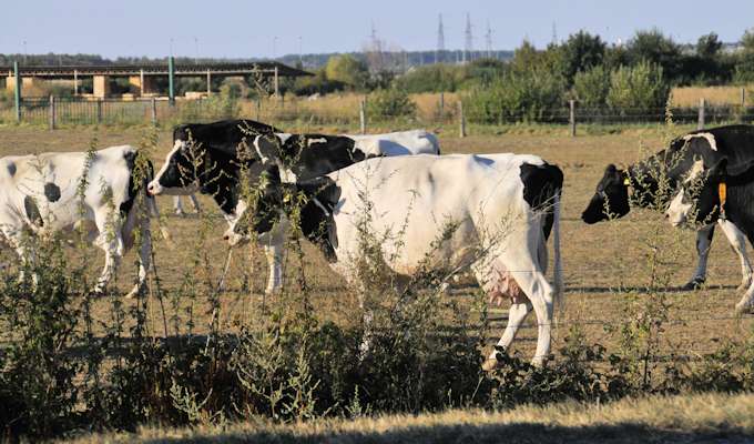 Stočarima isplaćeno 25 milijuna kuna za uzgoj rasplodnih junica