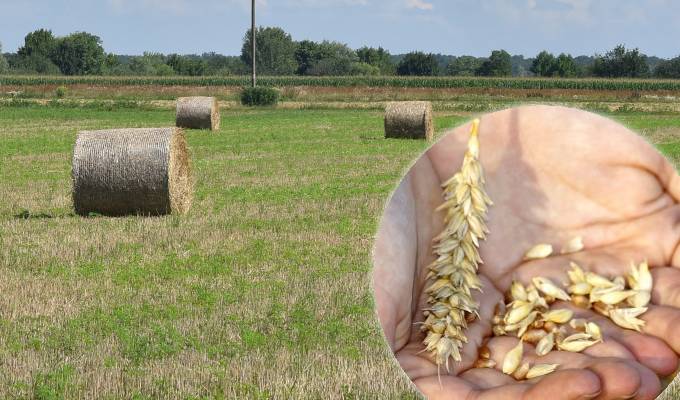 Donesen Pravilnik o ugovornim odnosima pri otkupu pšenice